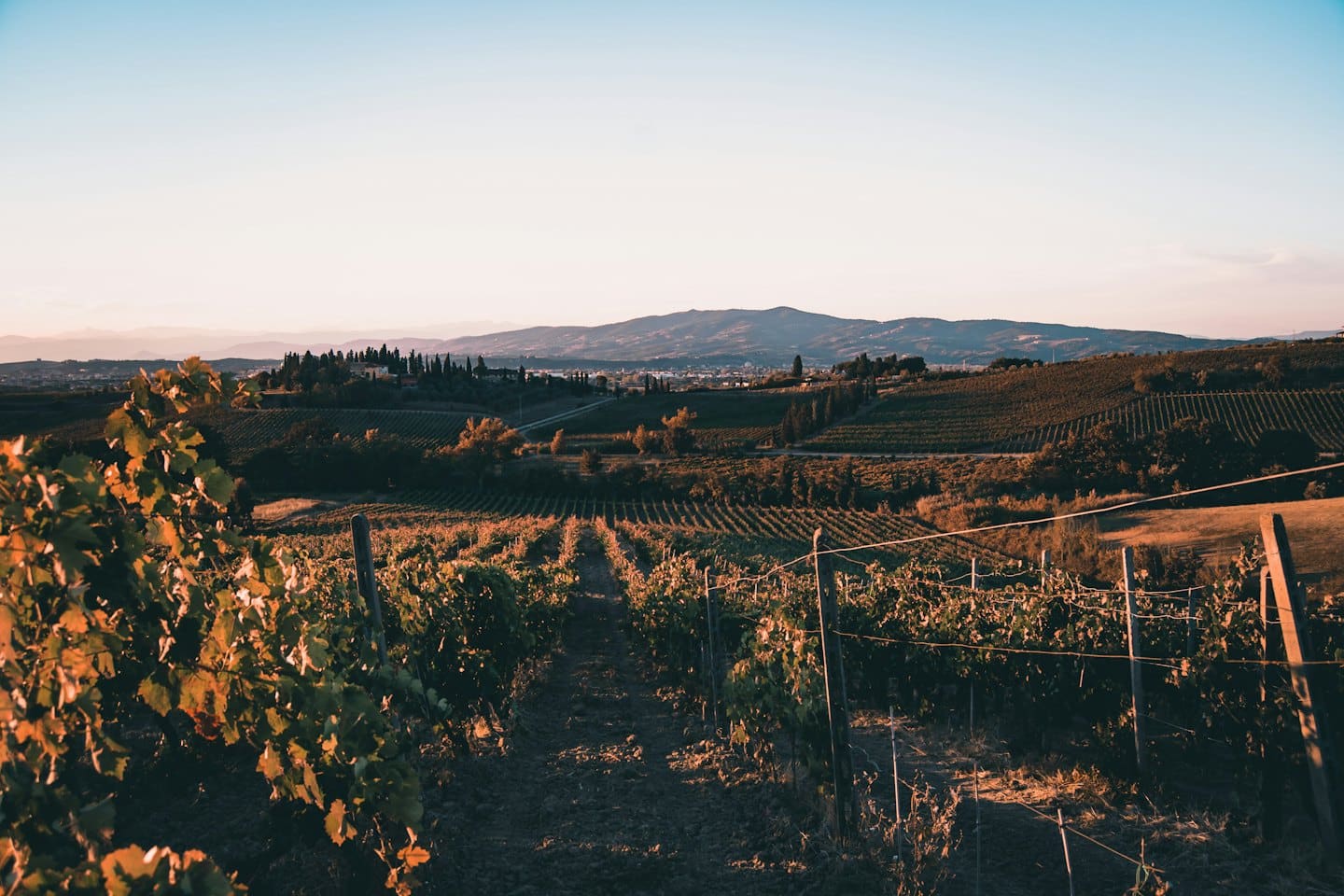 File di viti verdi su dolci colline al tramonto.